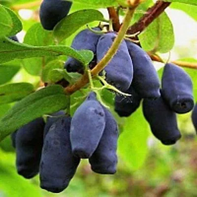 Жимолость съедобная МОСКОВСКАЯ  Жимолость съедобная МОСКОВСКАЯ в Петрозаводске