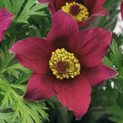 Прострел ПИНВИЛ РЕД ШЕЙДЕС в Петрозаводске