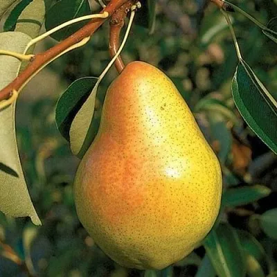 Груша ВЕЛЕСА  Груша ВЕЛЕСА в Петрозаводске