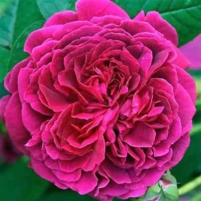 Саженцы роз ВИЛЬЯМ ШЕКСПИР английская  Саженцы роз ВИЛЬЯМ ШЕКСПИР английская в Петрозаводске