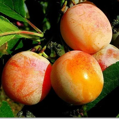 Ранняя  Ранняя в Петрозаводске