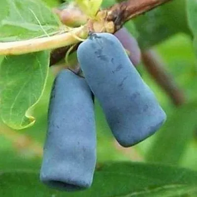 Жимолость съедобная ЗИНРИ  Жимолость съедобная ЗИНРИ в Петрозаводске