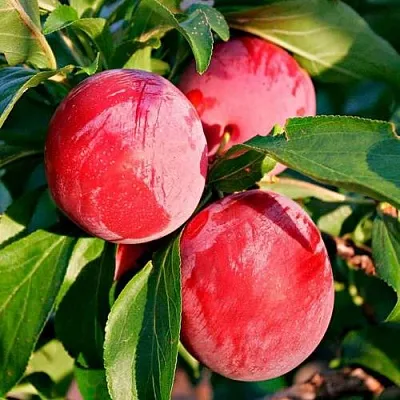 Красная  Красная в Петрозаводске