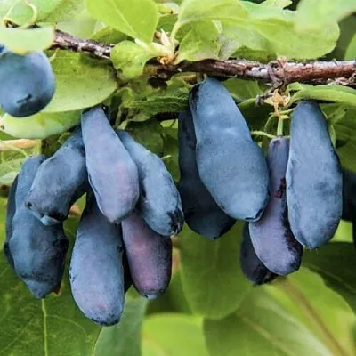 Жимолость съедобная СИБИРЯЧКА  Жимолость съедобная СИБИРЯЧКА в Петрозаводске