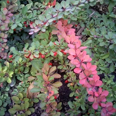 Барбарис ГРИН КАРПЕТ тунберга  Барбарис ГРИН КАРПЕТ тунберга в Петрозаводске