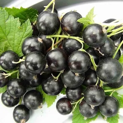 Смородина черная ТИТАНИЯ  Смородина черная ТИТАНИЯ в Петрозаводске