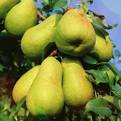 Груша НЕЖНОСТЬ колонновидная	  Груша НЕЖНОСТЬ колонновидная	 в Петрозаводске