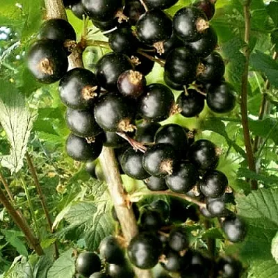 Смородина черная БЕН ТИРЕН  Смородина черная БЕН ТИРЕН в Петрозаводске