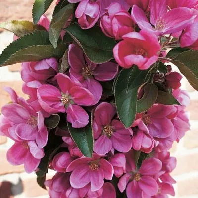 Яблоня ЗЕЛЁНЫЙ БУКЕТ декоративная  Яблоня ЗЕЛЁНЫЙ БУКЕТ декоративная в Петрозаводске