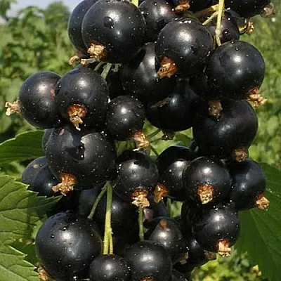 Смородина черная ИСКУШЕНИЕ  Смородина черная ИСКУШЕНИЕ в Петрозаводске