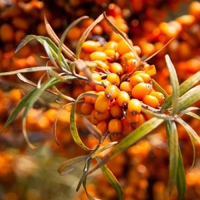 Облепиха ФИНСКАЯ в Петрозаводске