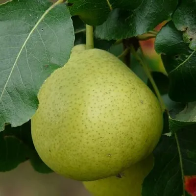 Груша САНРЕМО колонновидная  Груша САНРЕМО колонновидная в Петрозаводске