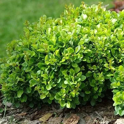 Барбарис КОБОЛЬД тунберга  Барбарис КОБОЛЬД тунберга в Петрозаводске