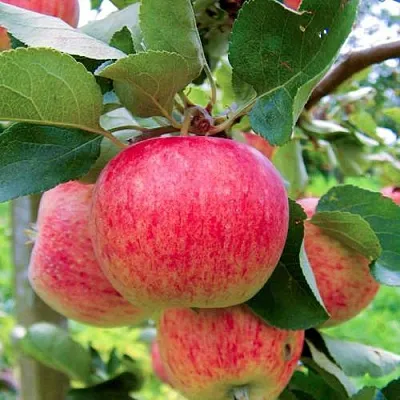 Яблоня ПИРОС  Яблоня ПИРОС в Петрозаводске