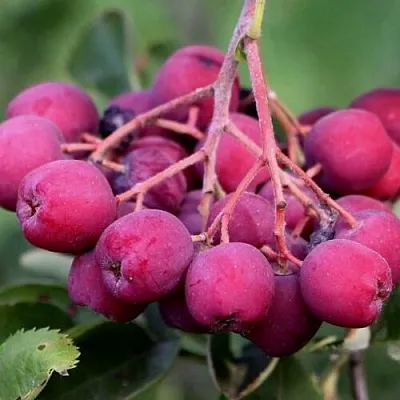 Рябина ДЕСЕРТНАЯ МИЧУРИНА сладкоплодная в Петрозаводске