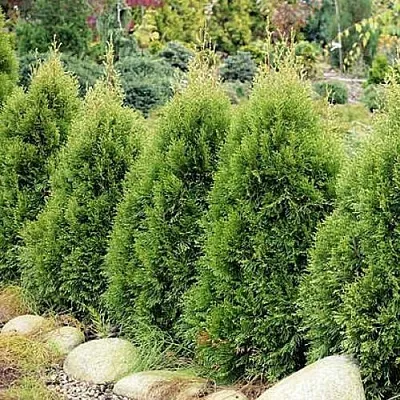 Туя СМАРАГД ВИТБОНТ западная в Петрозаводске