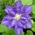 Клематис БЬЮТИ ОФ ВОЧЕСТЕР в Петрозаводске