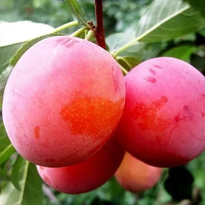 Слива КОМЕТА в Петрозаводске