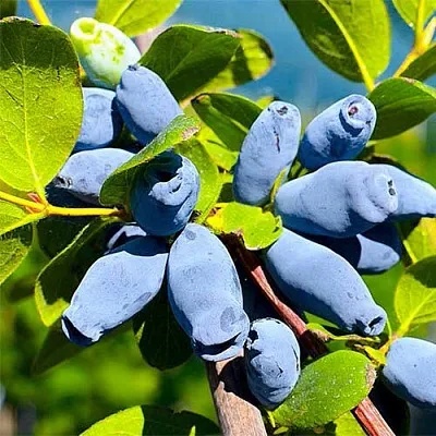 Жимолость съедобная АВРОРА  Жимолость съедобная АВРОРА в Петрозаводске