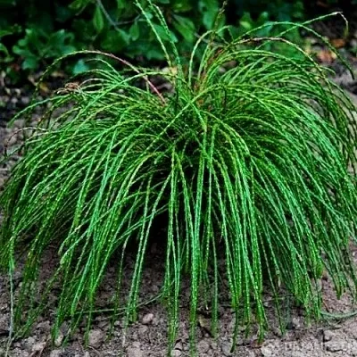 Туя ВИПКОРД складчатая в Петрозаводске