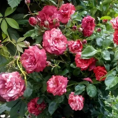 Саженцы роз БРАУНИ плетистая — описание сорта Саженцы роз БРАУНИ плетистая в Петрозаводске
