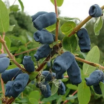 Жимолость съедобная ПУШКИНСКАЯ  Жимолость съедобная ПУШКИНСКАЯ в Петрозаводске