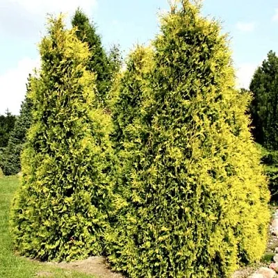 Туя САЛЛАНД западная в Петрозаводске