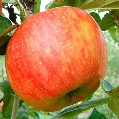 Яблоня ЦЕЛЕСТЕ  Яблоня ЦЕЛЕСТЕ в Петрозаводске