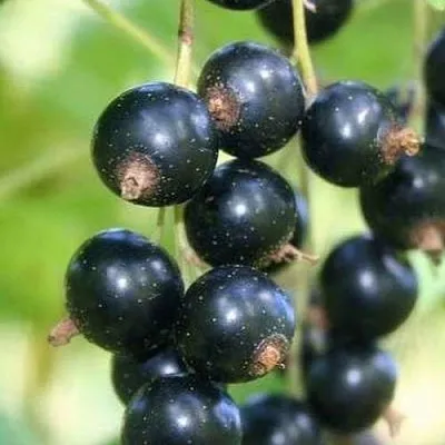 Смородина черная СТРЕЛЕЦ  Смородина черная СТРЕЛЕЦ в Петрозаводске