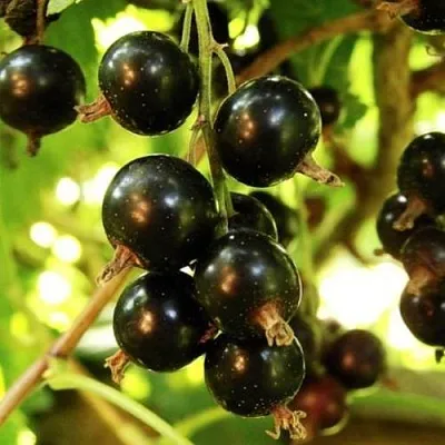 Смородина чёрная НАРА  Смородина чёрная НАРА в Петрозаводске