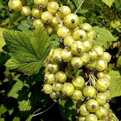 Смородина зеленоплодная СНЕЖНАЯ КОРОЛЕВА  Смородина зеленоплодная СНЕЖНАЯ КОРОЛЕВА в Петрозаводске