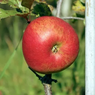 Яблоня ДЫЯМЕНТ  Яблоня ДЫЯМЕНТ в Петрозаводске