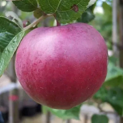 Яблоня НОРИС  Яблоня НОРИС в Петрозаводске