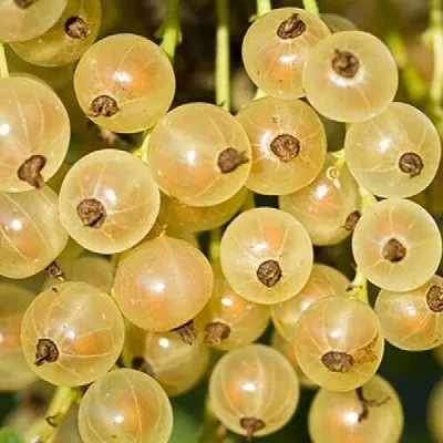 Смородина белая СМОЛЬЯНИНОВСКАЯ  Смородина белая СМОЛЬЯНИНОВСКАЯ в Петрозаводске