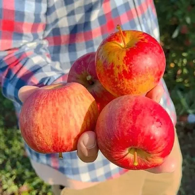 Яблоня КРАСАВИТА  Яблоня КРАСАВИТА в Петрозаводске