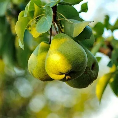 Груша СТОЛИЧНАЯ колонновидная  Груша СТОЛИЧНАЯ колонновидная в Петрозаводске
