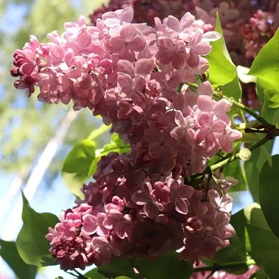 Сирень МЕДОВЫЙ СПАС  Сирень МЕДОВЫЙ СПАС в Петрозаводске