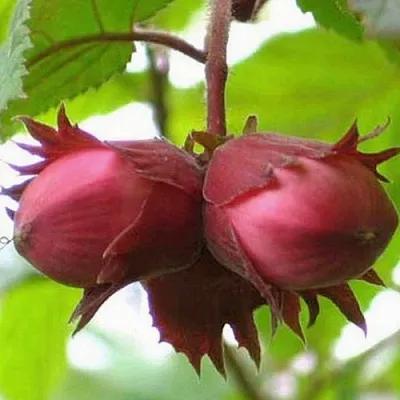 Фундук АЙВЕНГО в Петрозаводске