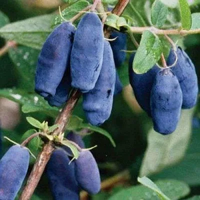 Жимолость съедобная ЛАЗУРНАЯ  Жимолость съедобная ЛАЗУРНАЯ в Петрозаводске