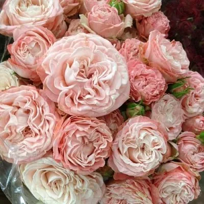 Саженцы роз МАДАМ БОМБАСТИК спрей  Саженцы роз МАДАМ БОМБАСТИК спрей в Петрозаводске