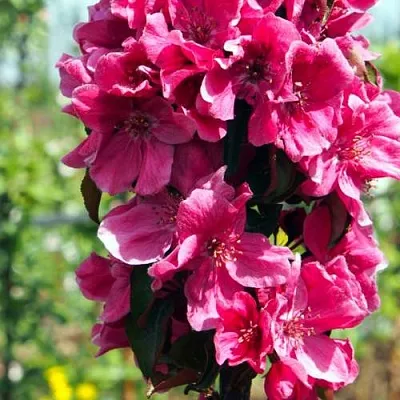 Яблоня МАЛИНОВОЕ ОЖЕРЕЛЬЕ колонновидная  Яблоня МАЛИНОВОЕ ОЖЕРЕЛЬЕ колонновидная в Петрозаводске