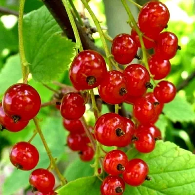 Смородина красная КОРАЛЛОВАЯ  Смородина красная КОРАЛЛОВАЯ в Петрозаводске