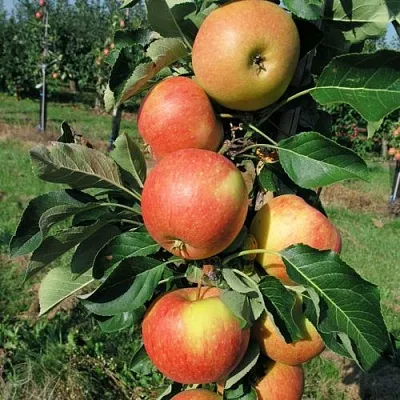 Яблоня ВОСТОРГ колонновидная  Яблоня ВОСТОРГ колонновидная в Петрозаводске