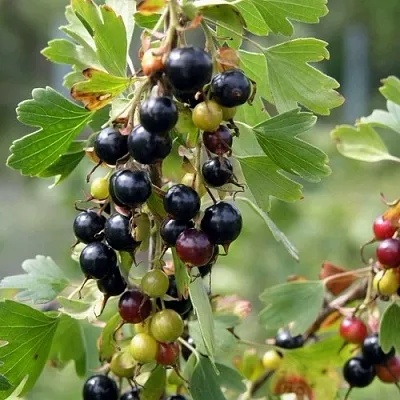 Смородина золотистая ПЛОТНОМЯСАЯ  Смородина золотистая ПЛОТНОМЯСАЯ в Петрозаводске