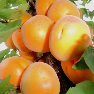 Абрикос ДЕСЕРТНЫЙ в Петрозаводске