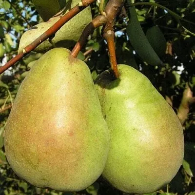 Саженцы груши Бере Люка Саженцы груши Бере Люка