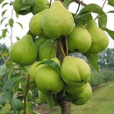 Груша ДЕКОР колонновидная  Груша ДЕКОР колонновидная в Петрозаводске