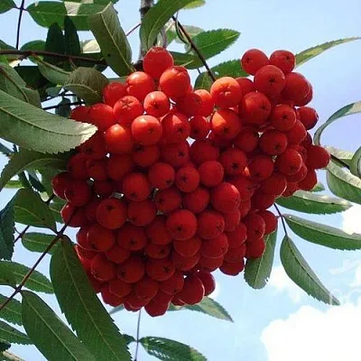 Рябина САХАРНАЯ ПЕТРОВА сладкоплодная в Петрозаводске