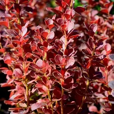 Барбарис ВУЛКАНО тунберга в Петрозаводске