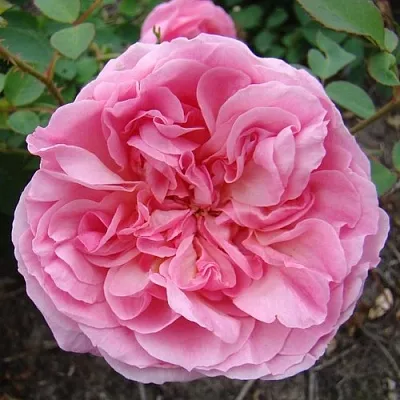 Саженцы роз ХАЙДИ ХОЛЛ английская  Саженцы роз ХАЙДИ ХОЛЛ английская в Петрозаводске